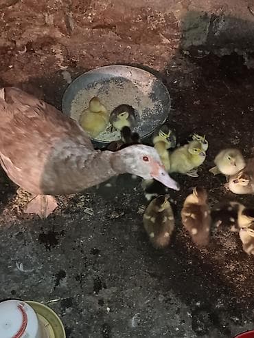 qus nömreleri: Mirvari ana lal ördəy 16 bala Ünvan Göygöl (indoutka) ördək balaları — 4