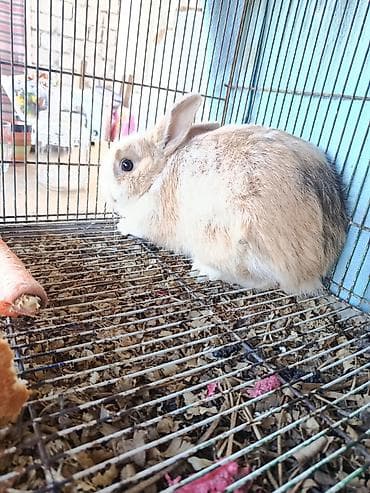 dovsan yuvasi: Ev dovşanı – sevimli, xırda ölçülü dekorativ cins Xüsusiyyətlər: - — 2