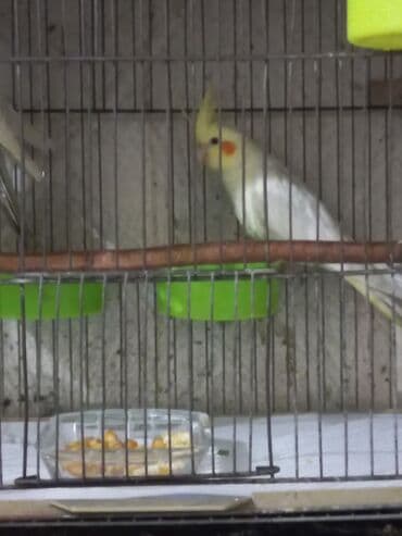 heşterxan quşu: Məhsul: Nimfa tutuquşusu (Cockatiel) qəfəsdə Təsvir: - Gözəl sarı — 1