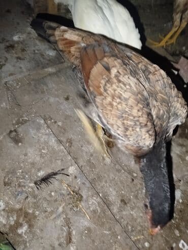 cuce satisi: Toyuq cücələri, Ətlik — 1