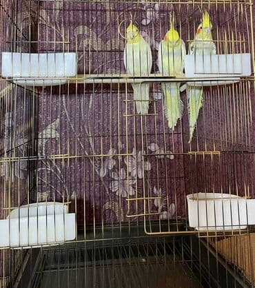 quş qəfəsi qiymətləri: Salamlar quşlar şatılir hamısı idyal vəziyyətdədirlər .vitaminləri35 — 7