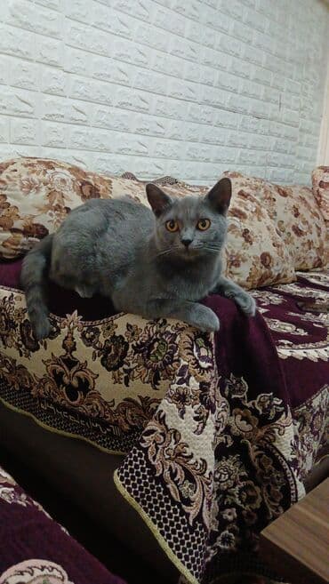 Digər heyvanlar: Britan, Dişi, Yaxşı əllərə, Pulsuz çatdırılma — 2