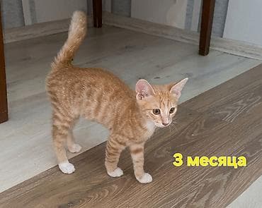 pișik: Erkək, Yaxşı əllərə — 3