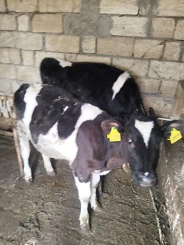 Iki edəd dişi dana biri 7 ayliqdi bir 6ayliqi qiymət ikisinə aidi