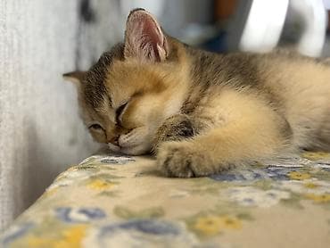 gence heyvan: Şinşilla, Erkək — 8