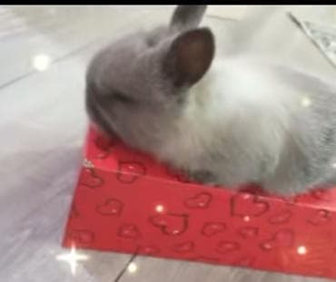 karlik dovsan: Cins ve yerli dovsan balalari — 3