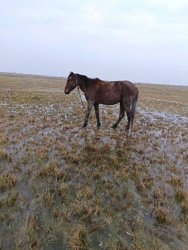 Satilir cavan heyvan normal yerisde sadece baxa. Bilmirem deye ariqdi lalafo.az -da Satilir cavan heyvan normal yerisde sadece baxa. Bilmirem deye ariqdi