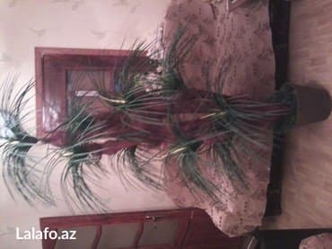 süni ağac: Dekarativ palma ağacı. Hündürlüyü 1. 90sm. 7 budaqlı — 1