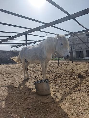 at yeherleri: Erkək at satılır.21:00 dan sonra narahat etməyin — 3