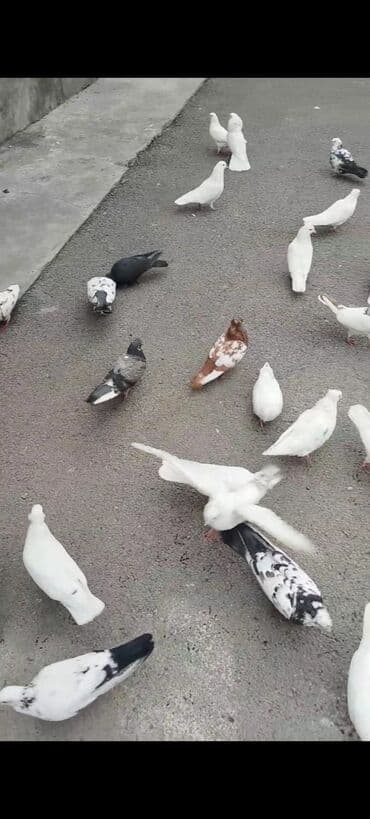 toyuq fermasi satilir: Təcili satılır 100 manat ünvan Gəncə — 4