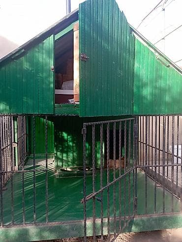 satılan itler: 1 ildir alınıb 6 ay istifadə olunub it artıq olmadığı üçün satılır 650 — 2