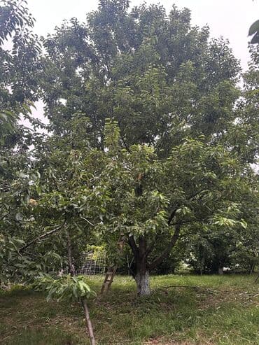 İçkilər: Salam Quba rayonunda Dağlı kəndinde 'Qırmızı qesebe' -nin üst — 8