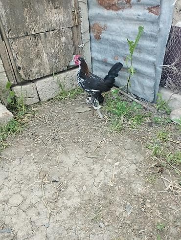 xırda buynuzlu heyvanlar: 4 aylıq yaponka beçə satılır.obirsi xoruzlar vurub bir gözün əzib bir — 2