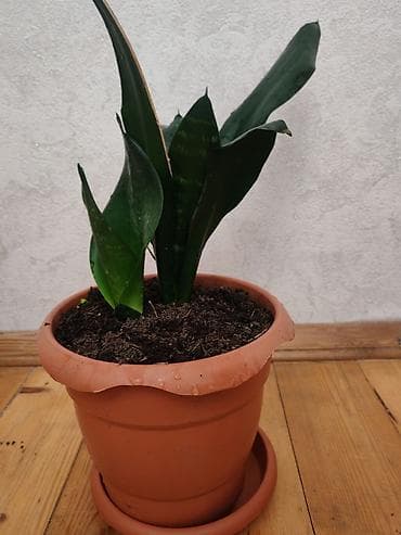 liman bitkisi: Sansevieria (Qaynanadili) – otaq bitkisi - Növ: Sansevieria — 1