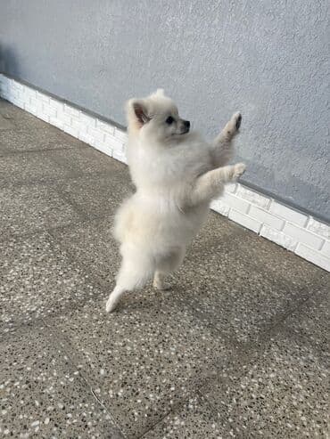 Zaslonkalar: Spıts satılır.8aylıq.butun peyvendlerı olunub qurd bıt bıre dermanı — 4