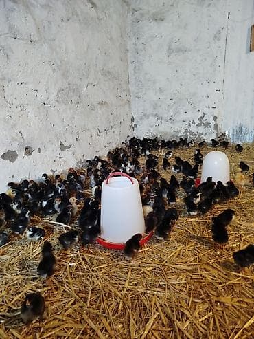 at satisi: 5-6 günlük Seçmə kənd cücələri satılır, hamısı qara rənglidi — 7