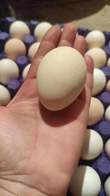 Находки, отдам даром: Qala qasebesinde kend yumurtasi satilir 35 qepiye dadli tamli kim — 1