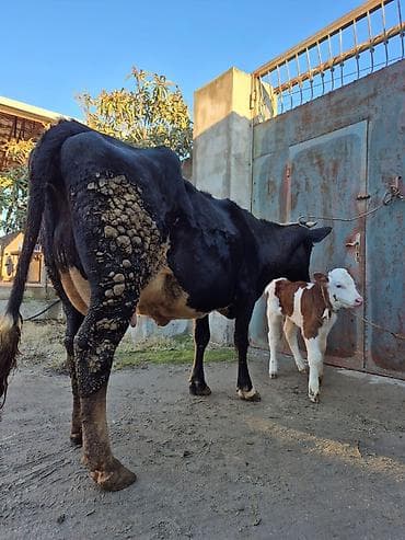 malta: 17 litir süd verir 2 qarına doğub 10 gündü doğub balası erkəydi təmiz — 1