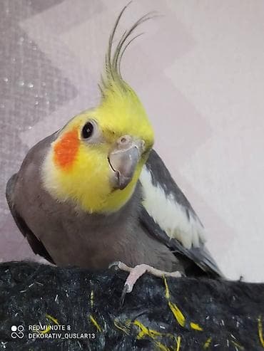 qarğa balası: Salam danisan quslar satilir. Yaslari ferqlidir. Quslar dislemir — 3