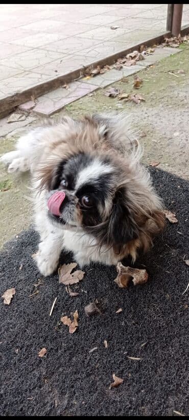 Great Wall: Pekines, 1 il, Erkek — 1