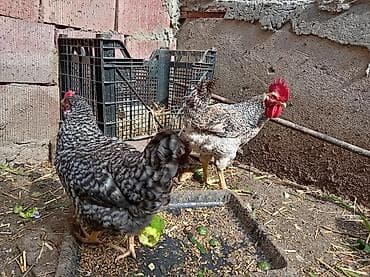 kənd toyuqlarının satışı: Toyuq, Damazlıq, Ünvandan götürmə — 6