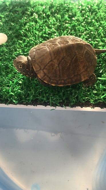 ev heyvanlari: 1dişi 1erkək bala Xəzər tısbağası🐢 4aylıqdırlar.Terraium və adası — 4