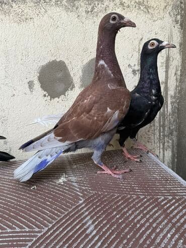 haski it adlari: Super iri drakonlar 3 hələ kəvəndi biri erkey olmalıdı 4 ü 50 manat — 4