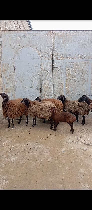 xarici it adlari: Salam ünvan Bakıin maştağa kendi obşi 7 baş heyvanlar 2 baş ana-bala 3 — 2