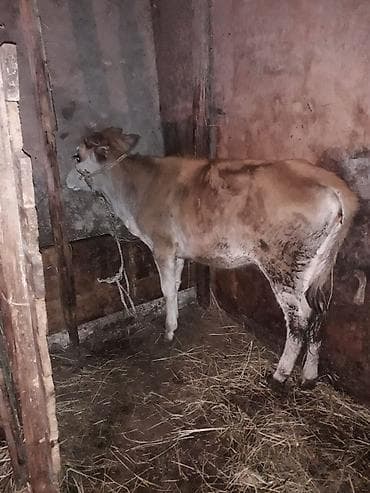 lənkəranda inəklər: Dişi, il: 1, 150 kq, Damazlıq, Ünvandan götürmə, Pulsuz çatdırılma, Ödənişli çatdırılma — 2