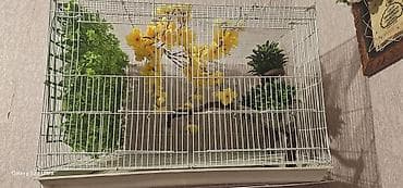 dana heyvan: Böyük qəfəs dekorlar hərşey daxil 30 m — 2