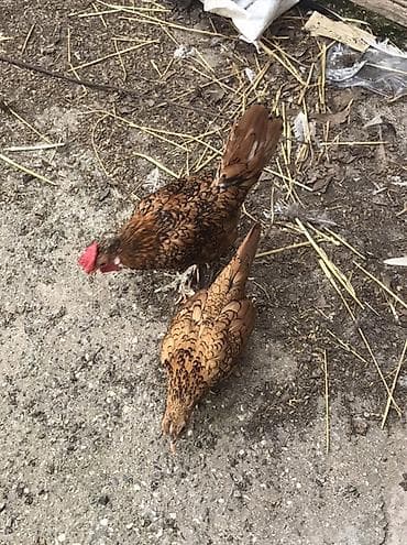 Toyuq cücələri, Damazlıq