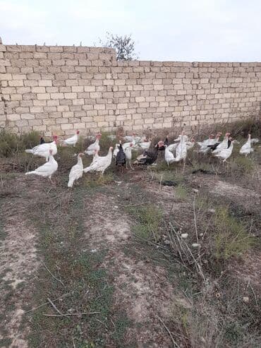 Gəmiricilər: Məhsul: Hinduşka sürüsü Təsvir:Təbi şəraitdə böyüdülmüş Ag Kanada — 1