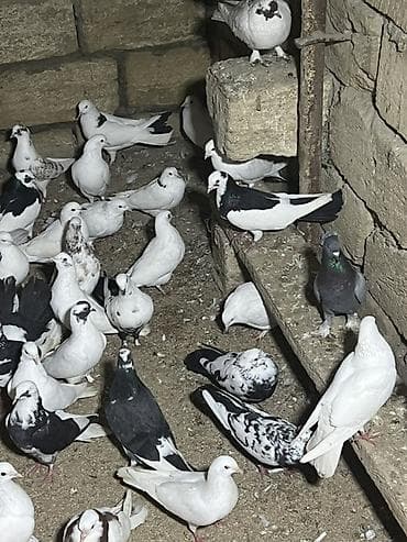 Gəmiricilər: 80 yaxn heyvandı Qerdeşder Tergizme — 2