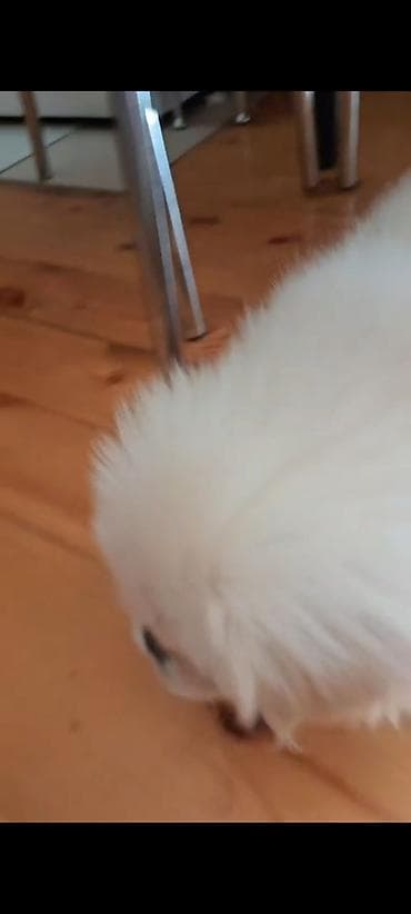 it sahiblendirilir: Pekines, 4 ay, Erkek, Peyvəndli, Ünvandan götürmə, Pulsuz çatdırılma, Ödənişli çatdırılma — 6