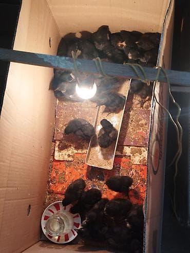 toyuq: Toyuq cücələri, Damazlıq — 1