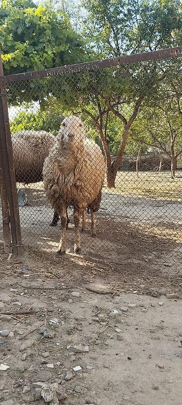 sərab coban iti: Birinci erkek 2si dişiler diri çeki 9.50 manat tecili satilir — 3
