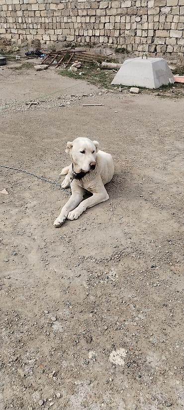 itlərin sekisi: Alabay, 2 il, Erkek — 7