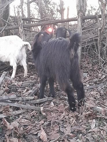 ev iti pudel: Qoyun-keçi təsərrüfatı üçün 2 baş yerli keçi - Növ: yerli (et və süd — 9