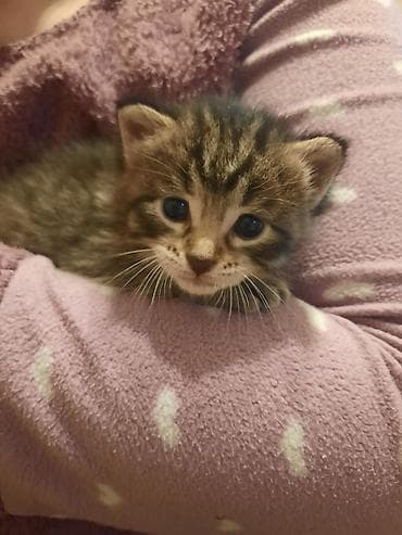 отдам в хорошие руки породистых котят: Табби, Самец, Самка, В добрые руки — 4