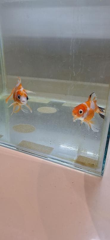 Heyvanlar: Oranda, Sülhsevər, Ünvandan götürmə — 3