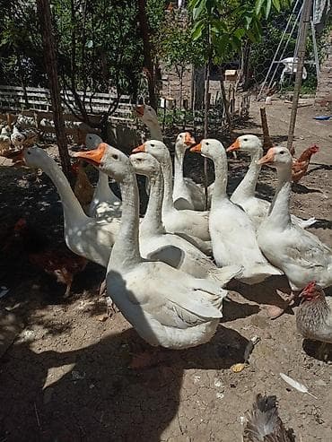 inek yemi: Dişi, Damazlıq, Pulsuz çatdırılma — 7