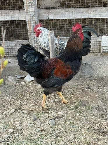 xoruzdar: Məhsul: Qara-lələklı, gümüşi yaxalı toyuq cinsi xoruz Xüsusiyyətlər — 8