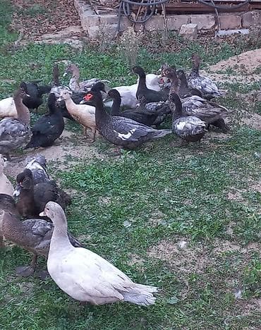 Yumurtaları satılır