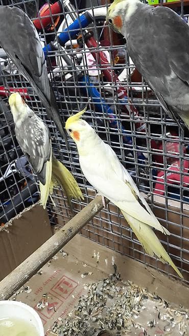 ev qusu: Məhsul: Nimfa tutuquşuları (Cockatiel) Təsvir: - Qəşəng qaşlı — 1