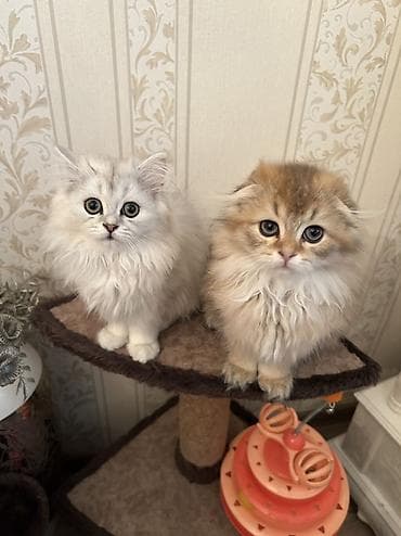 pulsuz heyvan: Britan, Yaxşı əllərə, Ünvandan götürmə — 7