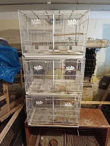 Balıqlar: Salam iwlenmiw iran qefesi satilir. İki hisselidi. bir ededinin — 1