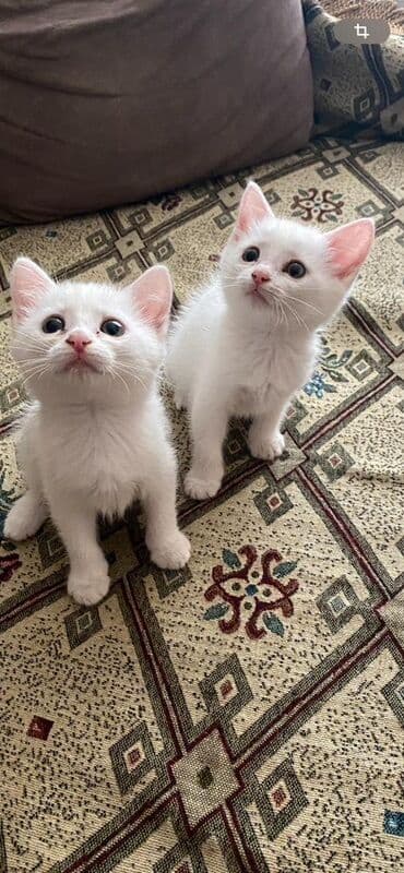 где можно купить котенка: Dişi, Yaxşı əllərə — 1