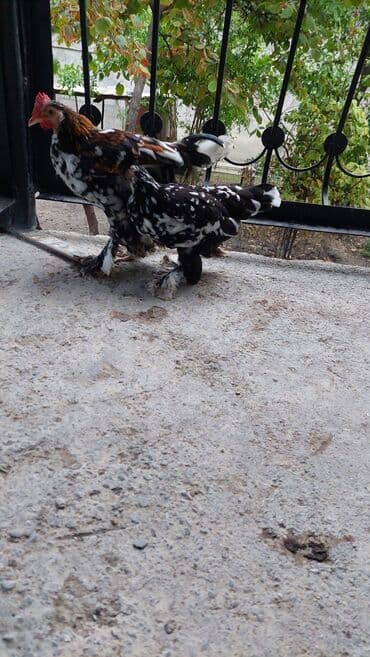 сколько стоит щенок чау чау: Rahibe toyuqlar Bir xoruz bir fere Sekide olur ikisi birlikde 50 — 7