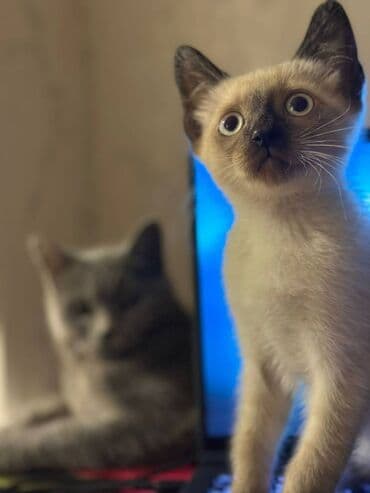 siyam pişik: Siam, Dişi, Erkək, Yaxşı əllərə, Ödənişli çatdırılma, Ünvandan götürmə — 8