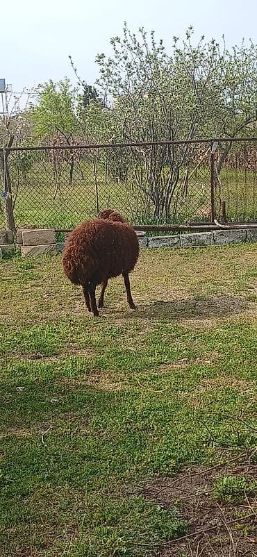 qoyun itləri: Salam ana bala qoyun satıram təmiz mor karaman cinsidilər ana bala — 6